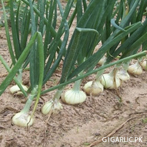 G1 Garlic Swabi