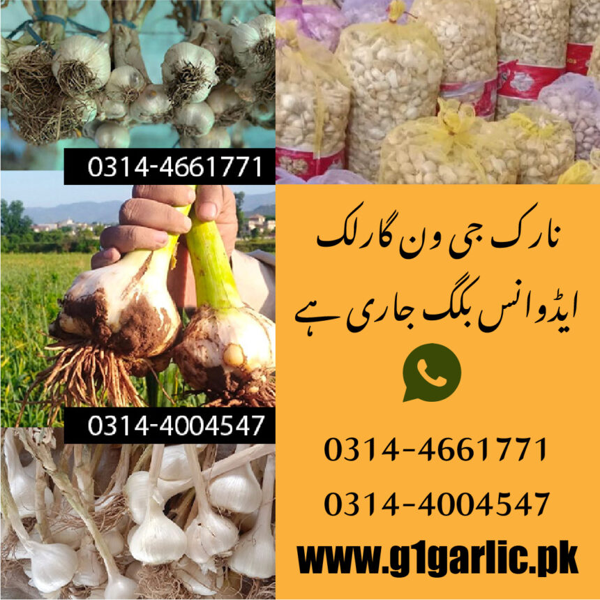How to buy G1 Garlic seed in Pakistan Narc G1 Garlic For Sale in Swabi, Mardan, KPK, Pakistan